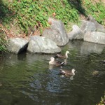 IMG_1397